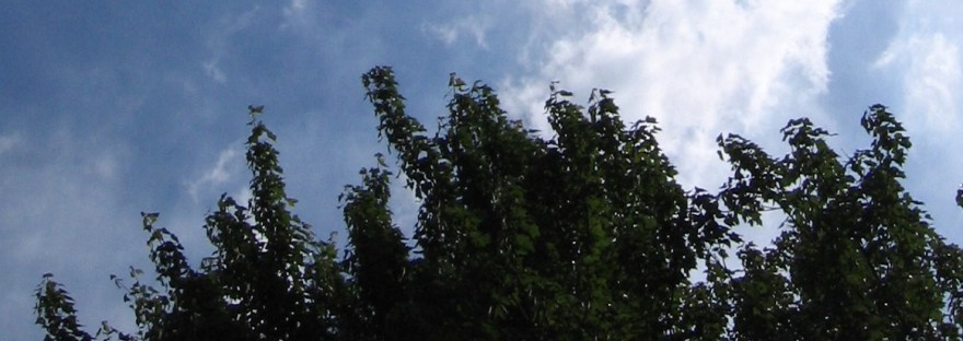 Trees and Sky