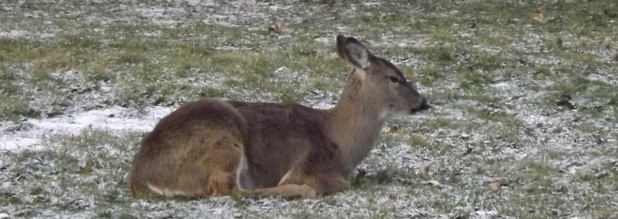 Deer Sitting in Yard