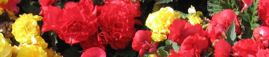 Begonias in Multiple Colors