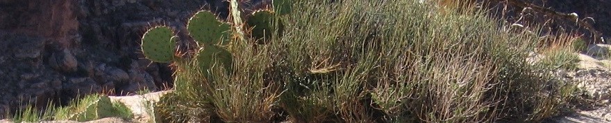 Cacti on Edge of Canyon