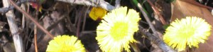 Dandelions