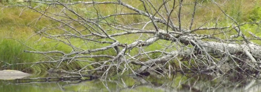 Fallen Tree in Water