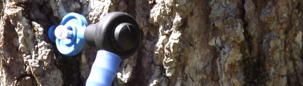 Close-Up of Maple Syrup Tap