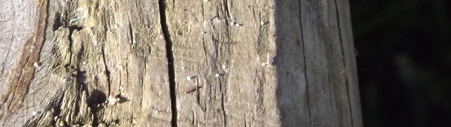 Textured Tree Surface