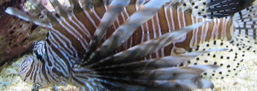 Lionfish