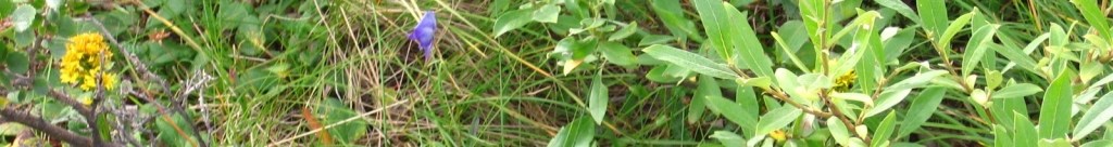 Miscellaneous Smaller Plants