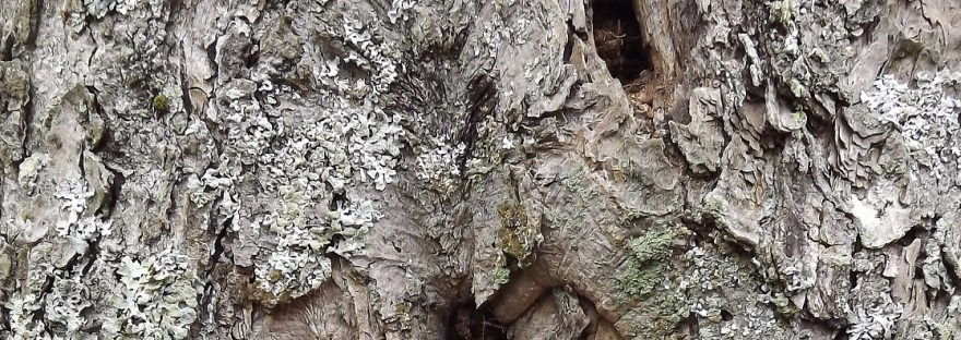 Textured Tree Bark