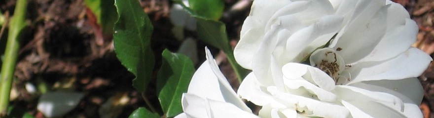 White Rose in Garden