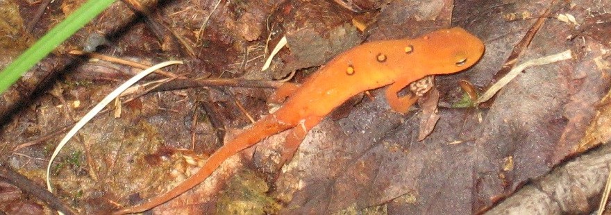 Orange Lizard